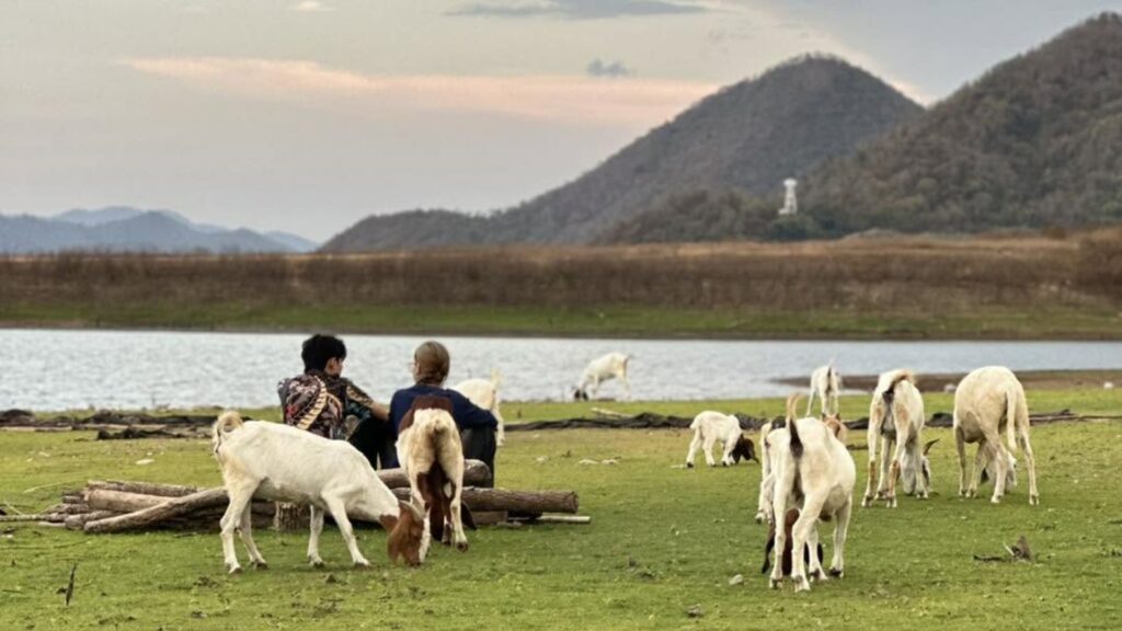 Goat farm Pranburi Hua Hin